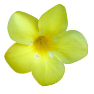 flower - Rukaththana